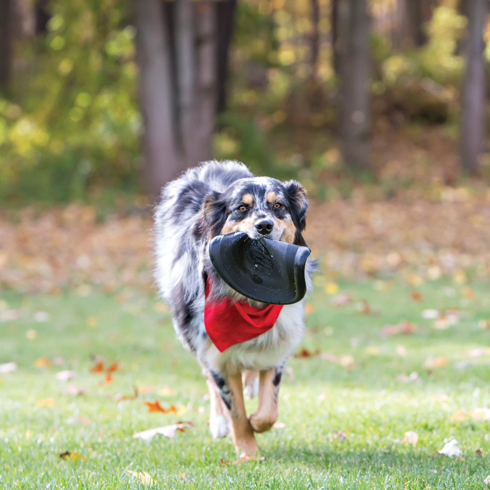 Juguete Disco Volador para Perros 2